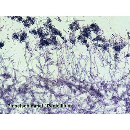 Préparation microscopique - 50 lames