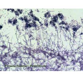 Préparation microscopique - 100 lames