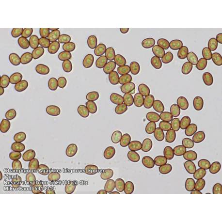 Microscope trinoculaire Researcher 40x à 1000x Bresser