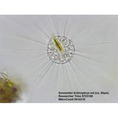 Microscope trinoculaire Researcher 40x à 1000x Bresser