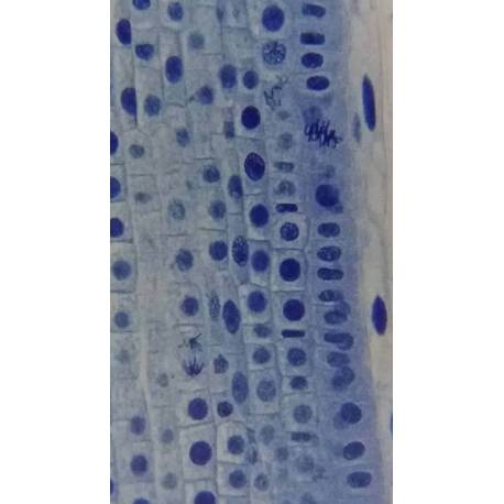 Microscope binoculaire Erudit basic 40x à 400x Bresser