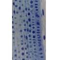 Microscope binoculaire Erudit basic 40x à 400x Bresser