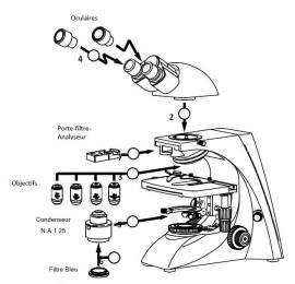 Microscope BK300 Binoculaire REALUX