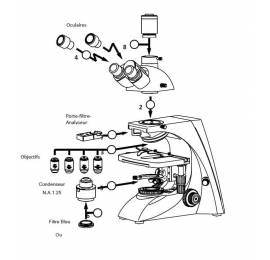 Microscope CFM BK300 trino REALUX