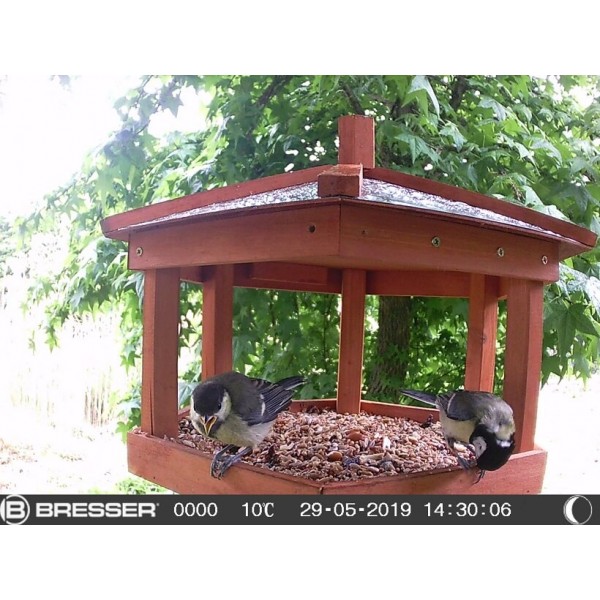 Caméra oiseaux et petits animaux - Piège photographique - Observation