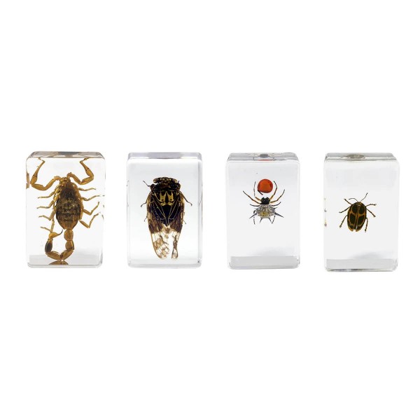 Loupe binoculaire observation d'insectes - Achat/Vente