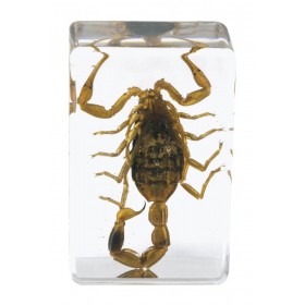 Scorpion chinois