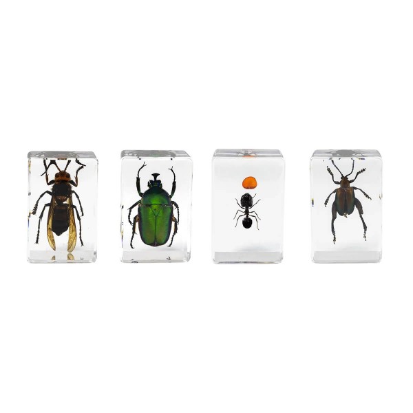 Insectes de collection pour l'observation au microscope