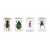 Insectes de collection pour microscope