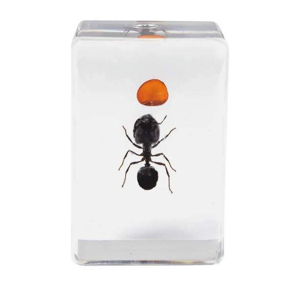 Camponotus pseudoirritans, une très belle fourmi